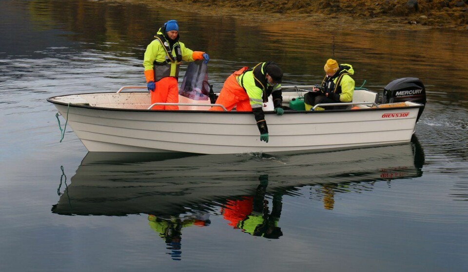Forskerne bruker ruser for å fange fisk som skal undersøkes. Her skal de ta opp en av rusene de har ute. Fotograf: Rune Nilsen/Havforskningsinstituttet