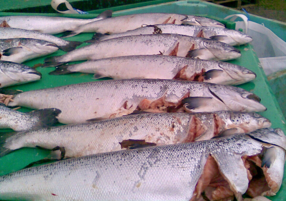 Ca. en halv million oppdrettslaks blir drept av sel i Skottland hvert år. Nå vil de skotske myndighetene forby å skyte problemselene for å sikre seg fortsatt adgang til USA markedet. Foto: SSPO.