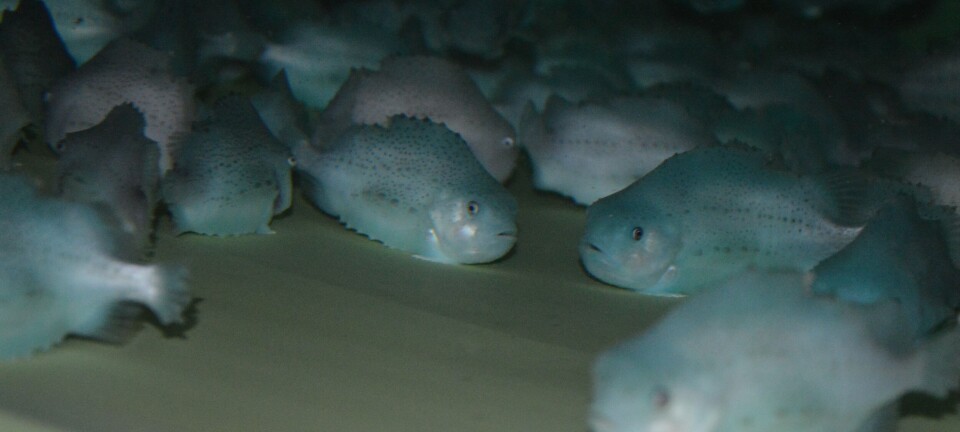 Mowi slutter med rognkjeks i Skottland