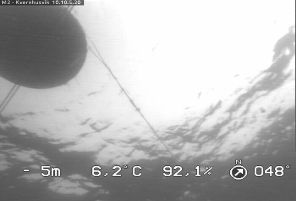 Bileta frå kamera i merd A vert oppdaterte kvart fjerde sekund. Foto:  Sulefisk.