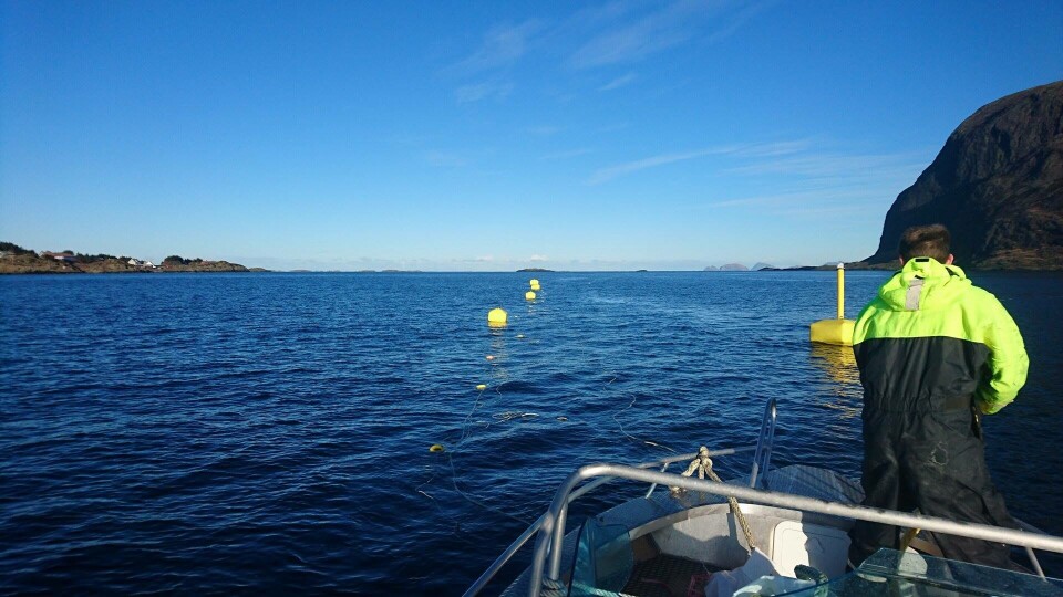 Det nyopprettede selskapet ProAqua er ofte ute på merdkanten og gir opplæring og monteringshjelp for utstyret de leverer. Foto: ProAqua.