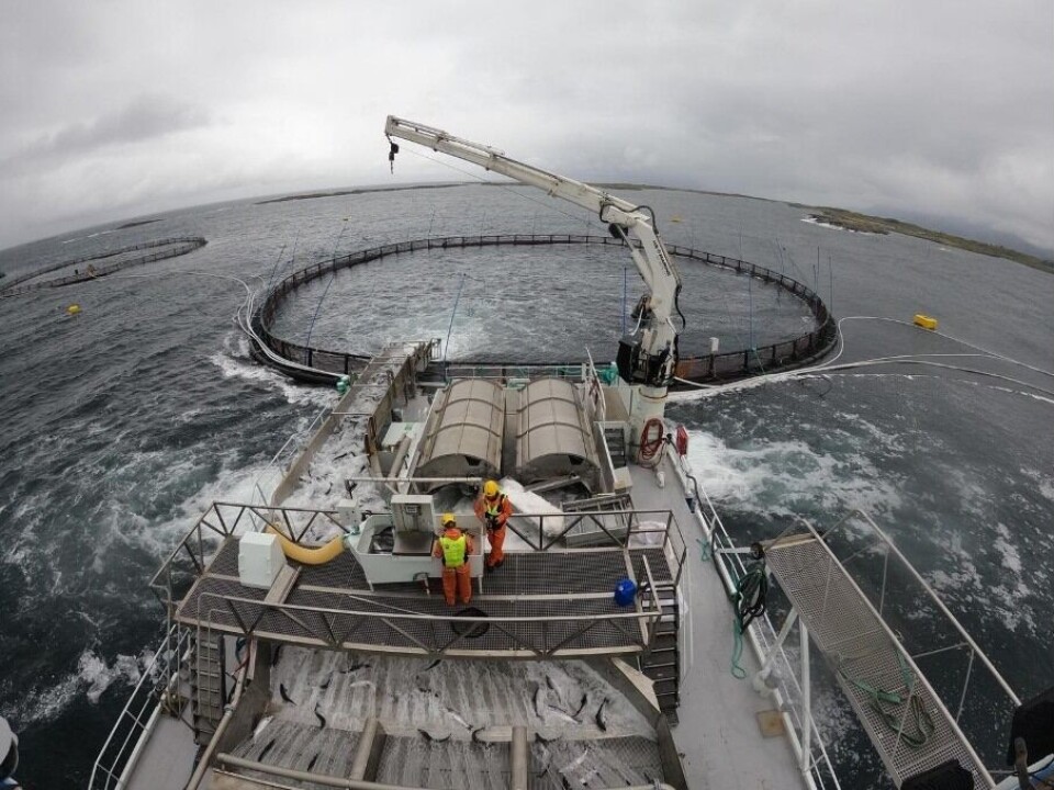 Ser personellet som teller lus under en avlusning at fisken allerede i starten av en behandling har store synlige tegn til påvirkning skal behandlingen stoppes. Systemet fanger opp data i sann tid og effektiviserer hele prosessen slik at behandlingen kan stoppes eller justeres før skaden har blitt for stor og mange fisk har blitt påvirket. Bilde tatt hos Midt Norsk havbruk og viser avlusning med Hydrolicer. Foto: Anteo