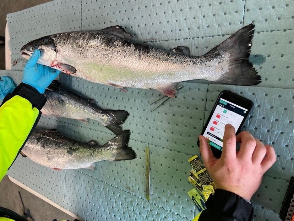 Bildet er fra en helsekontroll av laks og rognkjeks.Veterinæren bruker appen FishCtrl til å registrere obduksjonen. Rapportdataene fra denne helsekontrollen brukte han i etterkant i journalsystemet FishJrnl. Foto:Anteo