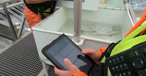 Systematiserer og automatiserer viktige fiskehelsedata