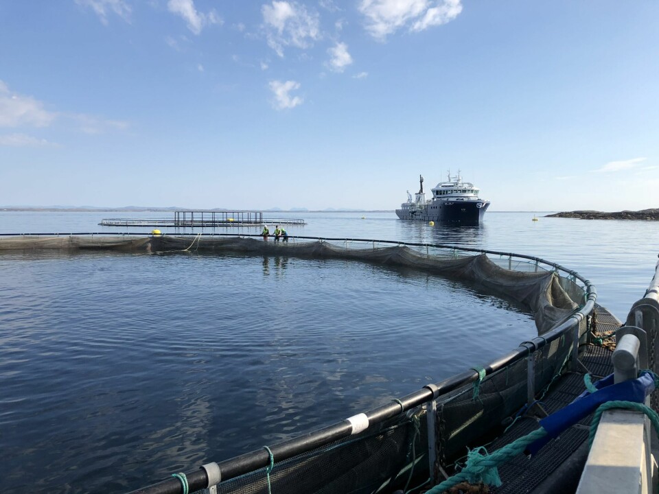 Sintef Ocean har i flere prosjekter sett på hva som er de viktigste risikofaktorene i havbruksnæringen og hvordan ulike selskaper arbeider for å redusere dem. Foto: Sintef Ocean/Ingunn Marie Holmen.