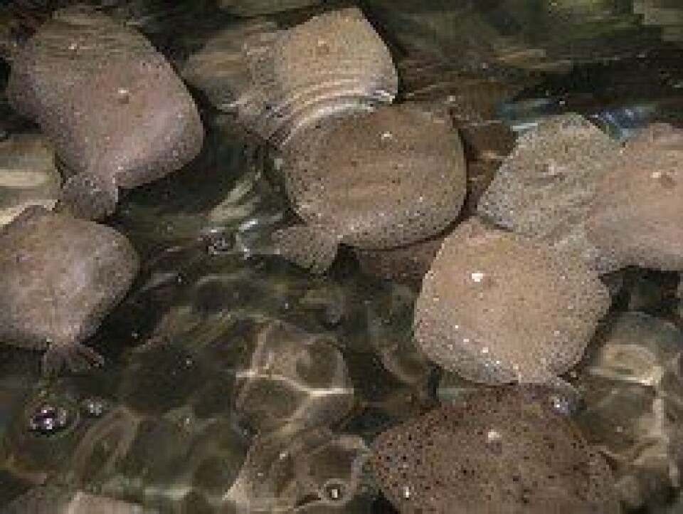 Illustrasjonsfoto: Piggvar. Illustrasjonsfoto: Piggvar.