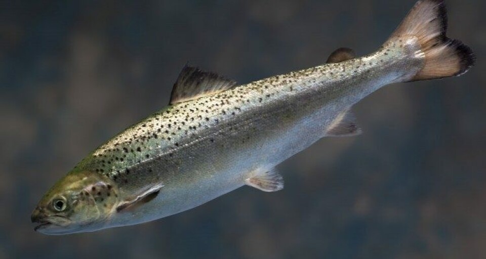AquaBounty Technologies sier at de vil fortsette å søke etter steder for å etablere sitt første RAS- og tilvekstanlegg i USA. Foto: AquaBounty Technologies.
