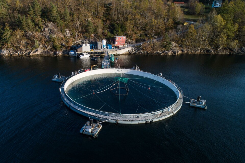 Aquafarm Equipments sin teknologi Neptun-3 er solgt til Mowi, og på lokaliteten Molnes i Skånevik nærmer oppdrettsselskapet seg ferdigstilling av det fjerde utsettet av deres postsmoltproduksjon i den lukkede merden. Her kan du se video der de forteller om erfaringene med den lukkede teknologien. Foto/video: Magne Langåker/Sydvest. Aquafarm Equipments sin teknologi Neptun-3 er solgt til Mowi, og på lokaliteten Molnes i Skånevik nærmer oppdrettsselskapet seg ferdigstilling av det fjerde utsettet av deres postsmoltproduksjon i den lukkede merden. Her kan du se video der de forteller om erfaringene med den lukkede teknologien. Foto/video: Magne Langåker/Sydvest.