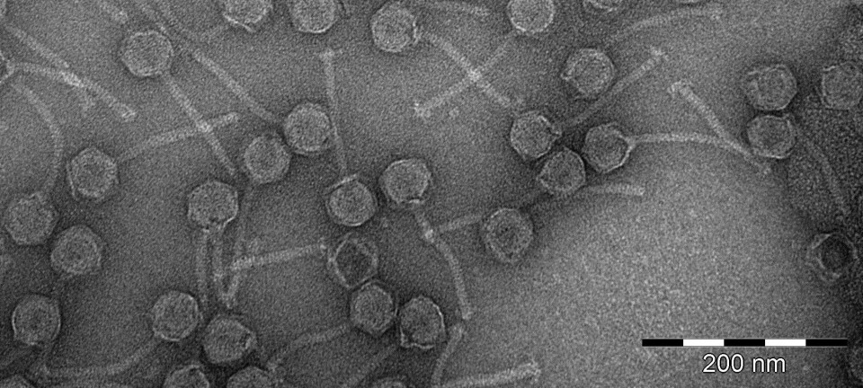 Bruk av bakteriofager kan bli en viktig metode å kontrollere bakterier på fremover. Bildet viser bakteriofager av typen Siphoviridae.