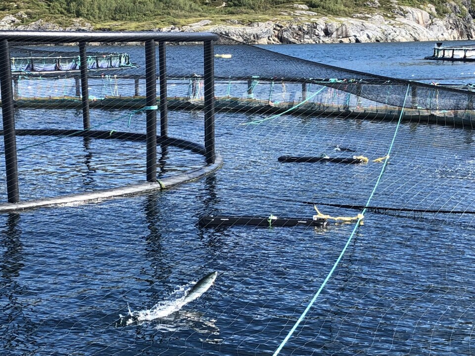 SeaNest til test ute i merdene. Tilbakemeldingene er klare, SeaNest virker faktisk for rensefisken. Klikk for større bilde. Foto: Estro.