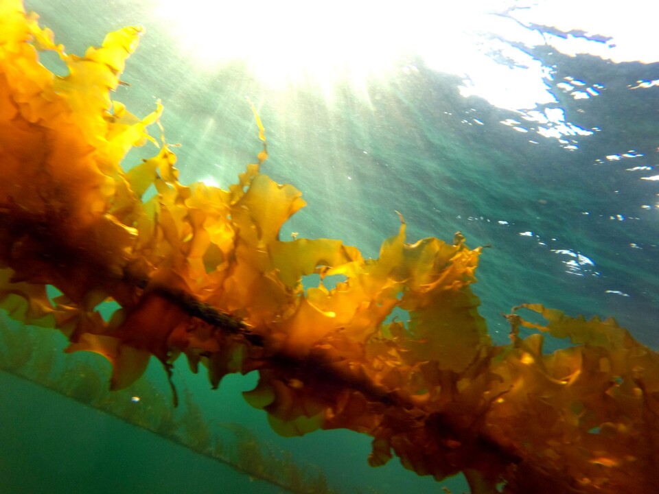Illustrasjonsfoto tare. Foto: Seaweed AS.
