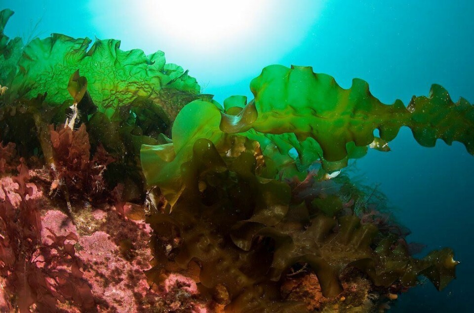 Illustrasjonsfoto av taredyrking. Foto: HI.