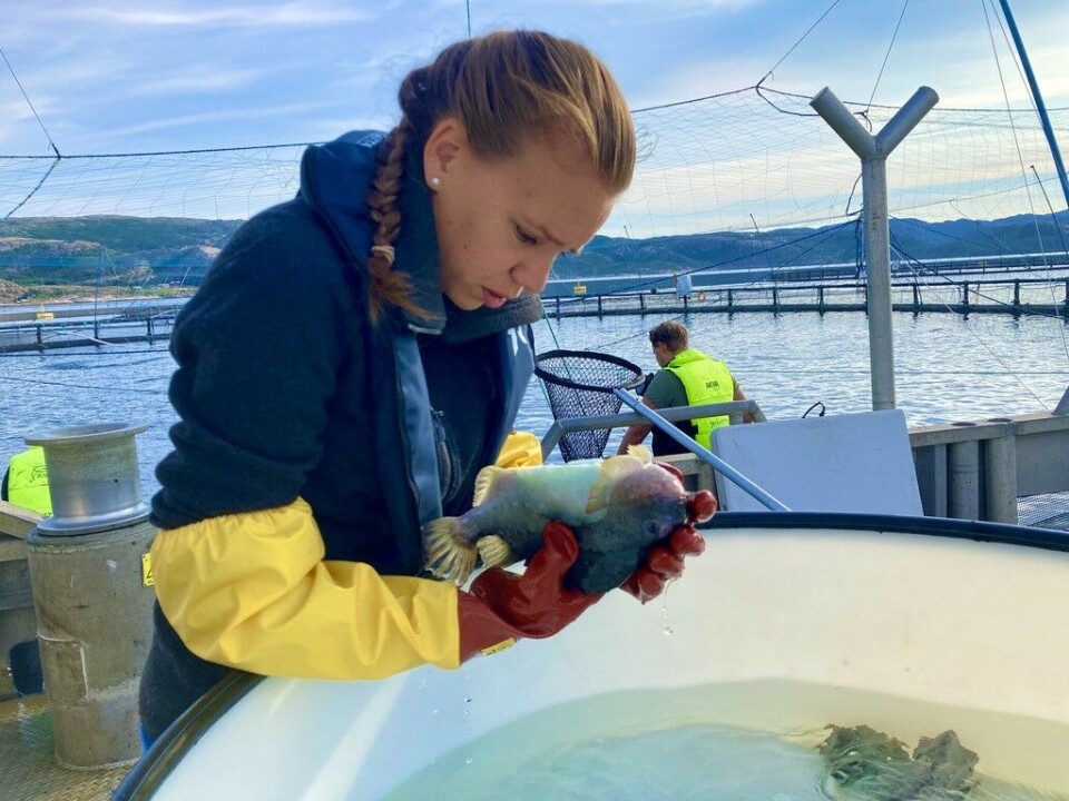 Målet med studien var å identifisere fellestrekk for de mest effektive lusespiserne, og dermed kunne foreslå konkrete tiltak for økt lusespising hos rognkjeks. Foto: Aqua Kompetanse AS.