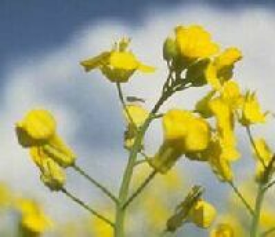 Canola, raps, vegetabiler