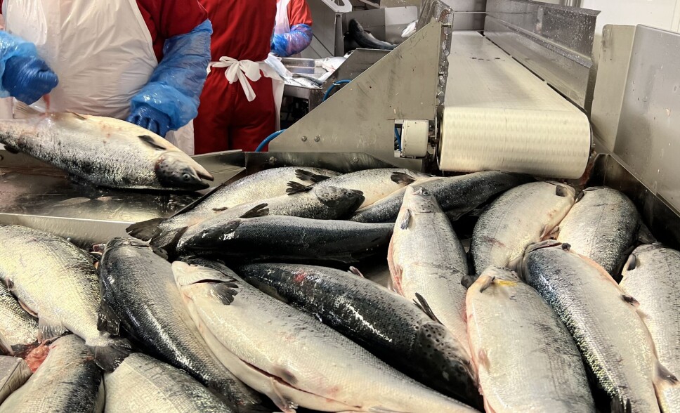 Selv om det for året samlet har vært en nedgang i volum eksportert, var mai et lite unntak, da det faktisk gikk ut 3 % mer laks enn mai i 2021. Illustrasjonsfoto: Ole Andreas Drønen