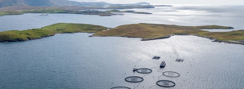 Grieg Seafood på Shetland måtte tåle betydelig nedgang i EBIT/kg som følge av dødelighet knyttet til gjellerelaterte sykdommer og vintersår. Foto: Grieg Seafood.