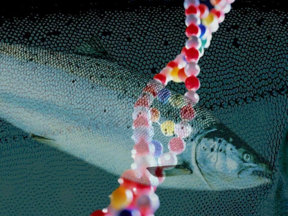 Hologenomisk tilnærming til akvakultur har potensial til å forbedre vekst, helse og bærekraft i produksjonen av laks og andre arter, ifølge NTNU-professor. Foto: Salmonexpert. Hologenomisk tilnærming til akvakultur har potensial til å forbedre vekst, helse og bærekraft i produksjonen av laks og andre arter, ifølge NTNU-professor. Foto: Salmonexpert.