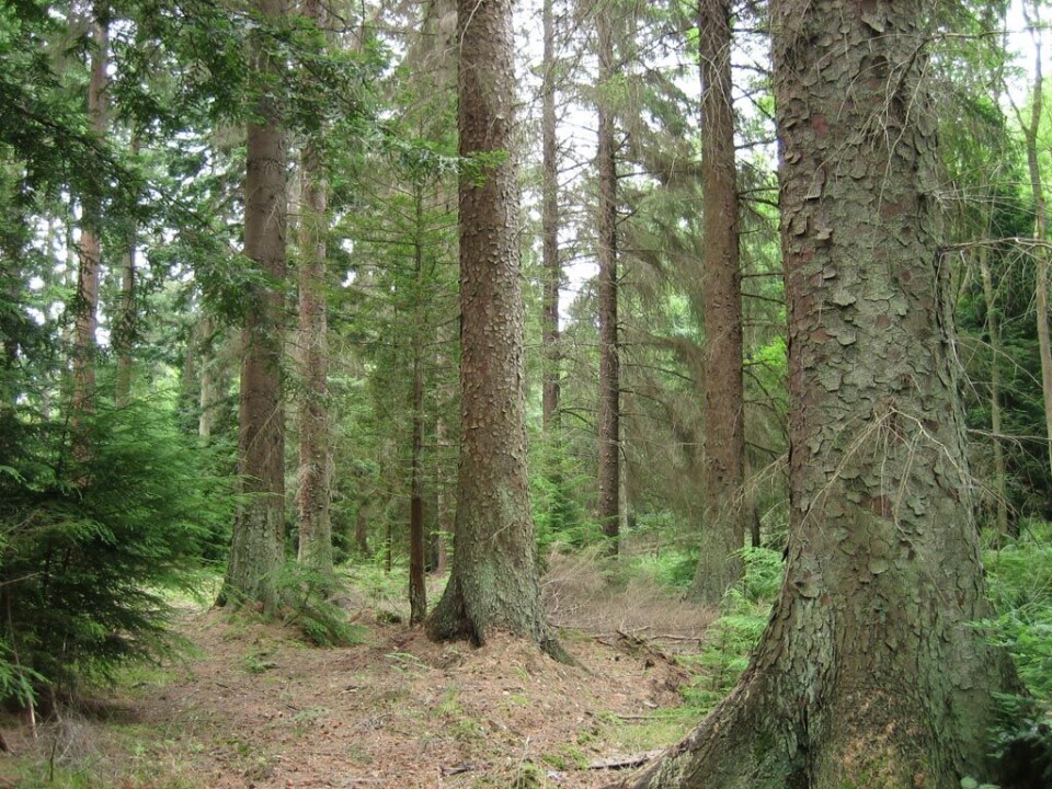 sitkagran, skog, grantre