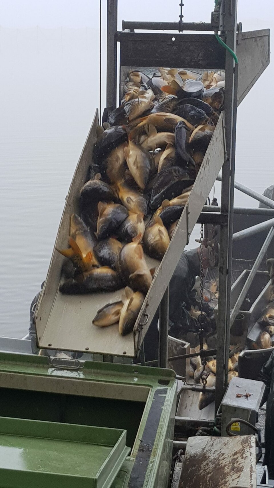 Karpe på vei inn i fraktebil i Tjekkia. Foto: Morten Günther.