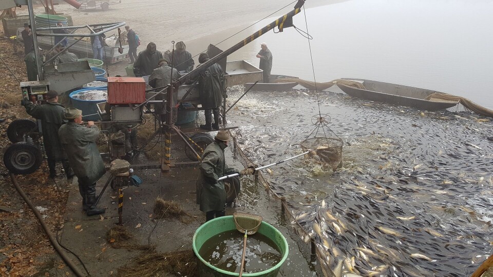 Høsting av karpe ved fiskedammen Borek rybnik, Lhotka, Olešnice, sørvest i Tsjekkia.Foto: Morten Günther