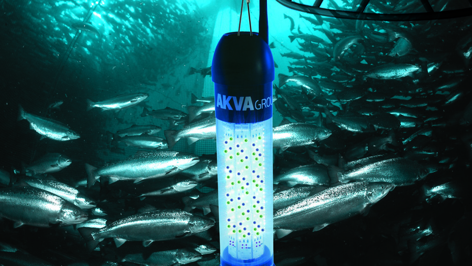 Riktig bruk av kunstig belysning sørger både for bedre velferd og tilvekst for oppdrettsfisk. AKVA Aurora SubLED Combi gir fisken lyset den trenger på en driftssikker og effektiv måte
