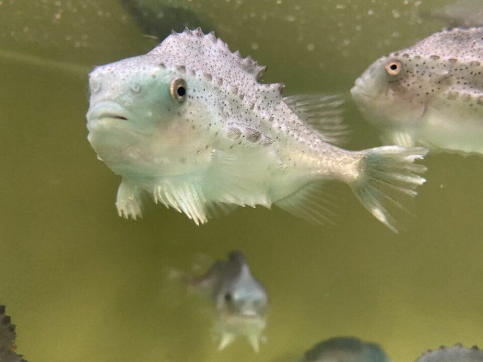 Rognkjeks smittet med Pasteurella spp. viser de karakteristiske hvite prikkene som er forenelig med pasteurellose-infeksjon. Foto: Pharmaq Analytic