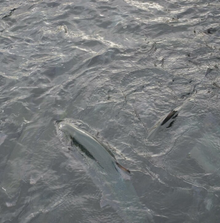 FHF melder at de lyser nå ut midler til et nytt prosjekt for å få mer kunnskap om Parasitten Spironucleus salmonicida. Illustrasjonsfoto av laks i merd.