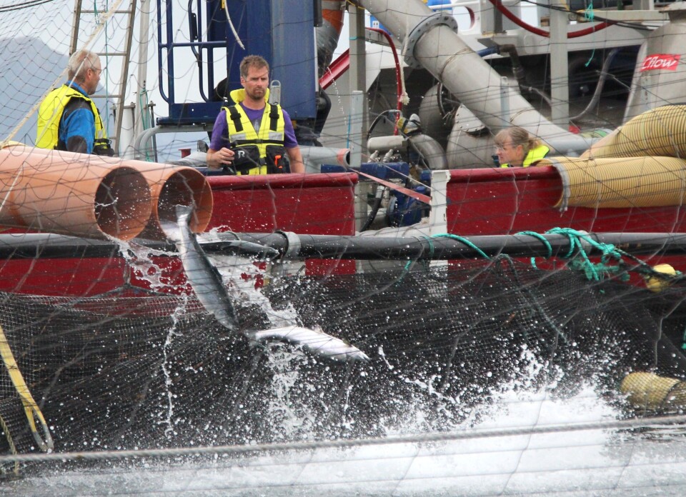 Bedriften vil i det kommende året gjerne satse på å kjøre mekanisk avlusing i så tidlig fase av påslag som mulig. I midten produksjonssjef matfisk John-Ove Sinkaberg, til høyre kvalitetssjef Kari Lervik i konsernet. Foto: Tom Lysø.
