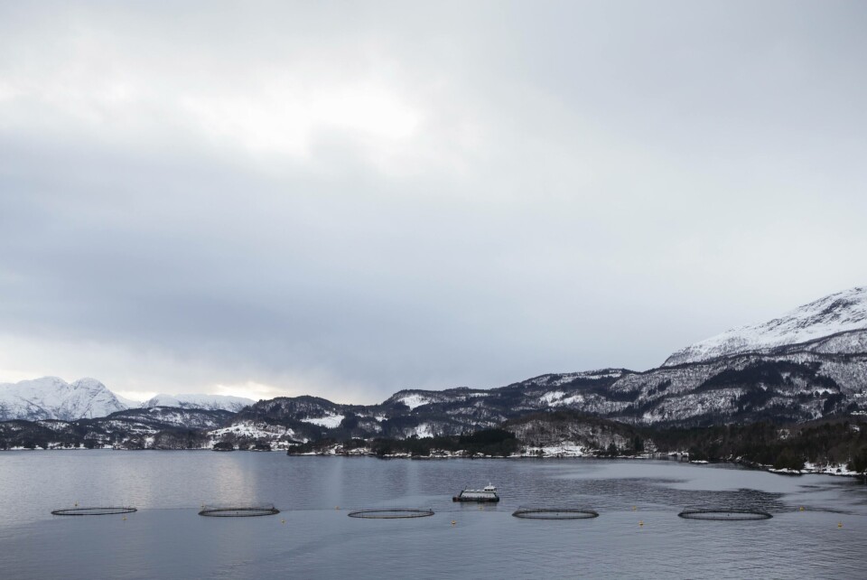 En av Lingalaks sine lokaliteter i Hardanger, der laksen blir fôret på algeolje. Foto: Veramaris