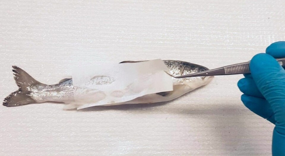 Her blir det tatt slimprøver fra fiskens hud. Foto: Haitham Tartor, Veterinærinstituttet