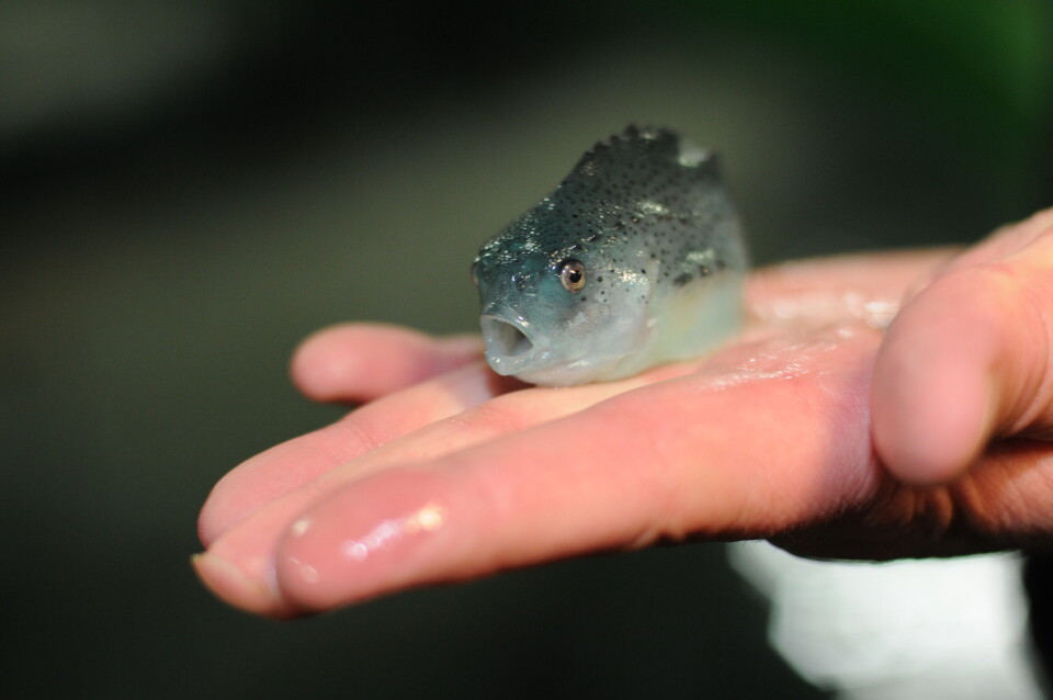 Bilder som dette vil vi nå slutte å bruke på Kyst.no/Norsk Fiskeoppdrett. Foto: Pål Mugaas Jensen