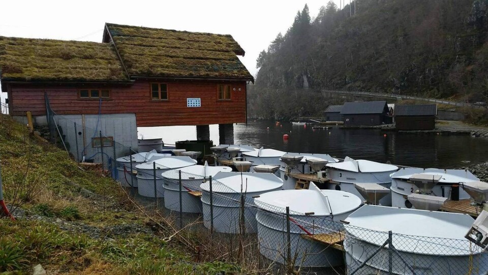 Lønningdal Rensefisk på Os har 24 rognkjeks-kar, som rensefisken kan vokse seg sjøklar i. Foto: Lønningdal Rensefisk.