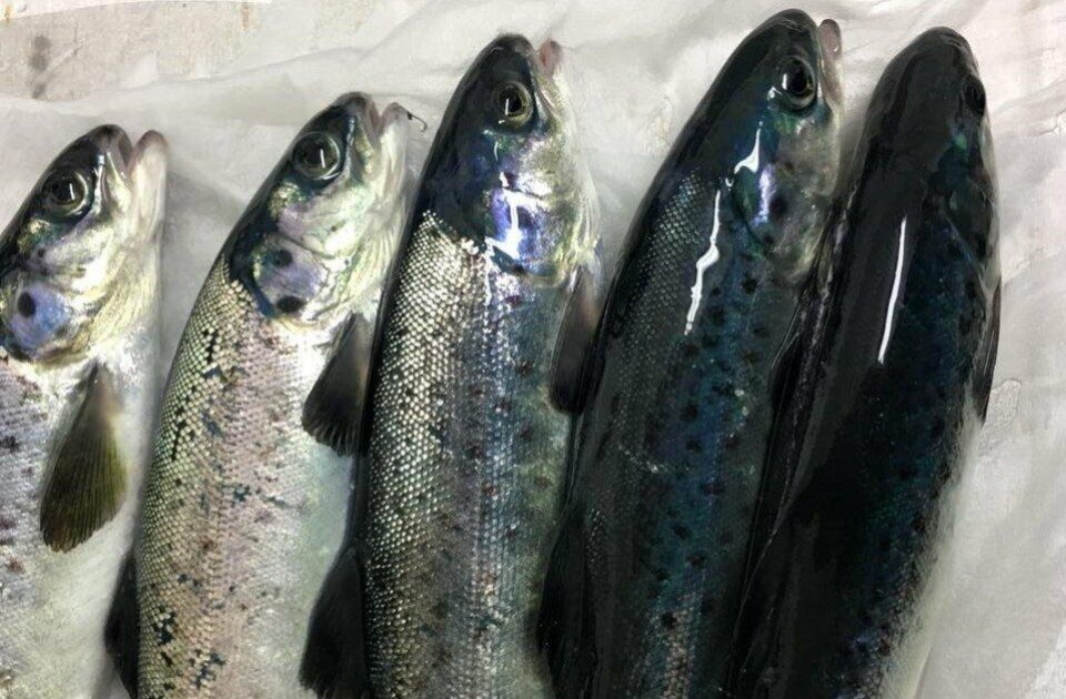 Tester neste generasjon med stamfisk - sverger til gamlemåten