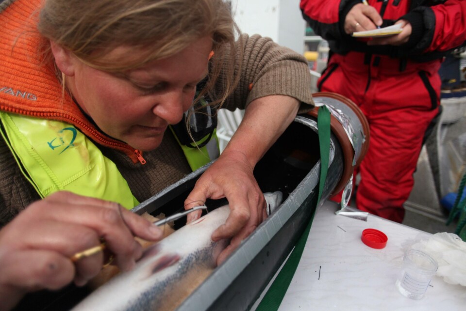 Forsker Jenny Jensen opererte en sender inn i bukhulen på rundt tre kilos oppdrettslaks, og forskeren tok forhåndsregler for at fisken ikke skulle være forvirret etter operasjonen. Foto: Jo Espen Tau Stran.