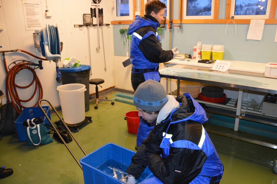 Biotec ansatte Tom Hansen (41) og Jostein Grip (32) merker laksen. - Vi har tidligere gjort lignende pilotforsøk som har vist at laks som fôres med fôr som inneholder M-Glukan får et mye sterkere immunforsvar, sier Hansen til kyst.no