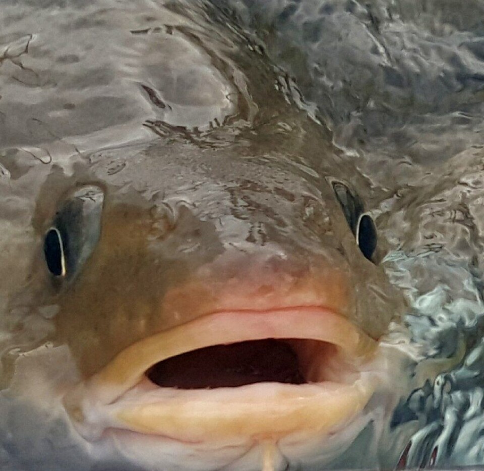 Se torsken, se torsken, se torsken. En feit og fin og norsk en. Foto: Namdal Settefisk AS. Se torsken, se torsken, se torsken. En feit og fin og norsk en. Foto: Namdal Settefisk AS.