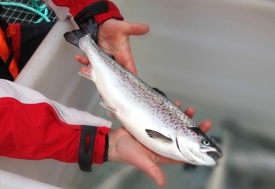Laks fri for lus. Foto: Marine Harvest.