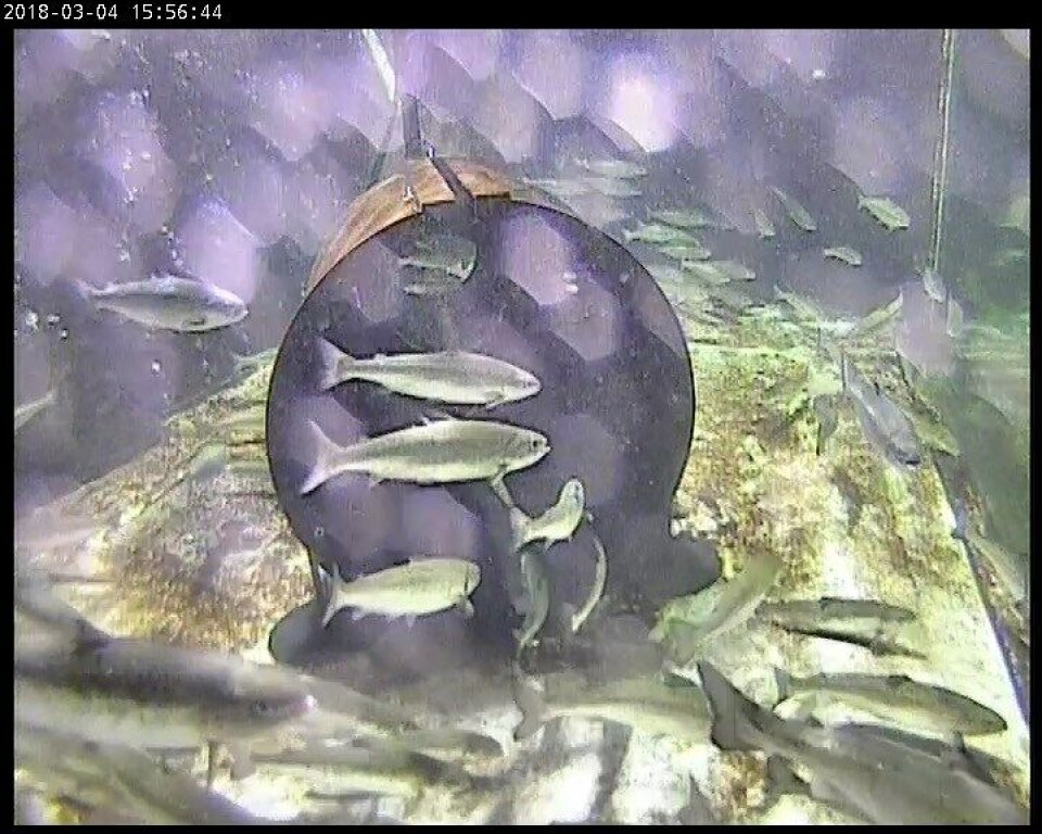 Lusetuben skal etterhvert få installert spesielle lys for å trekke fisken raskere inn i systemet. Foto: CLT Solutions. Lusetuben skal etterhvert få installert spesielle lys for å trekke fisken raskere inn i systemet. Foto: CLT Solutions.