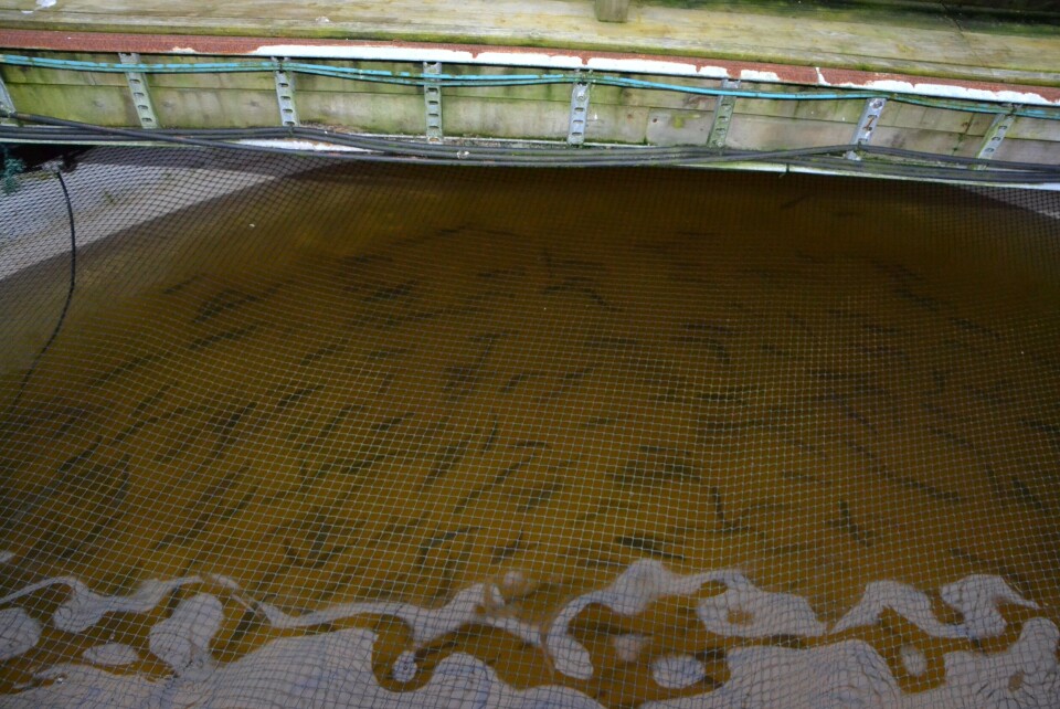 Illustrasjonsfoto settefisk: Linn Therese S Hosteland.