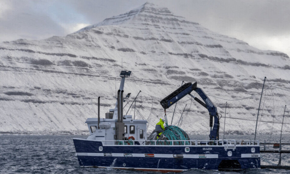 Bakkafrost på Færøyene slaktet nesten 22 000 sløyd vekt i 3. kvartal. Foto: Bakkafrost. Bakkafrost på Færøyene slaktet nesten 22 000 sløyd vekt i 3. kvartal. Foto: Bakkafrost.