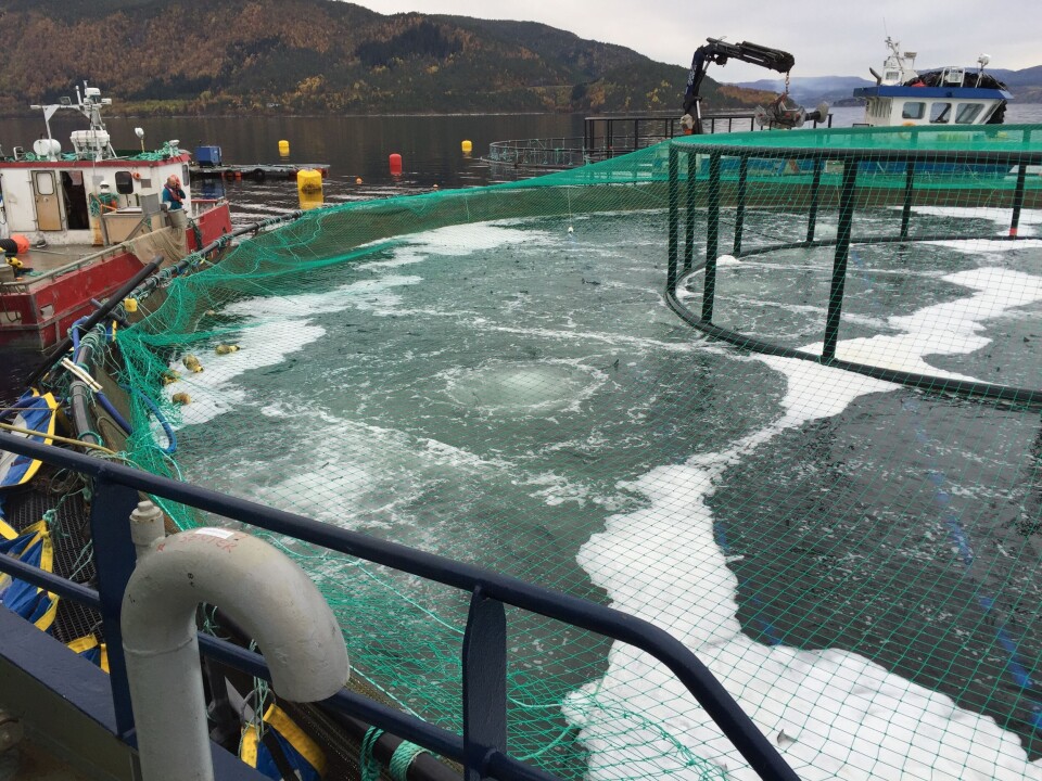 Her ser man en operasjon med kombinasjonsbehandling, som skal skape mindre stress for fisken.  Foto: Scanvacc.
