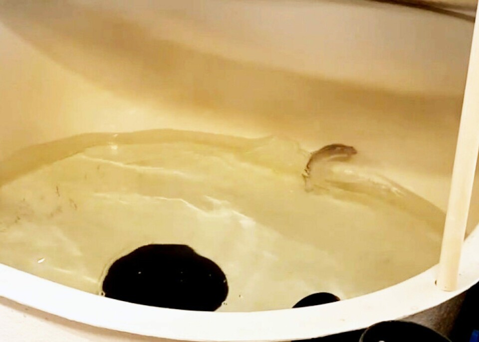 Som en del av forsøket ble denne fisken utsatt for lunkent vann og viser tydelig ubehag ved å prøve å komme seg bort fra vannet. Foto: HI. Som en del av forsøket ble denne fisken utsatt for lunkent vann og viser tydelig ubehag ved å prøve å komme seg bort fra vannet. Foto: HI.