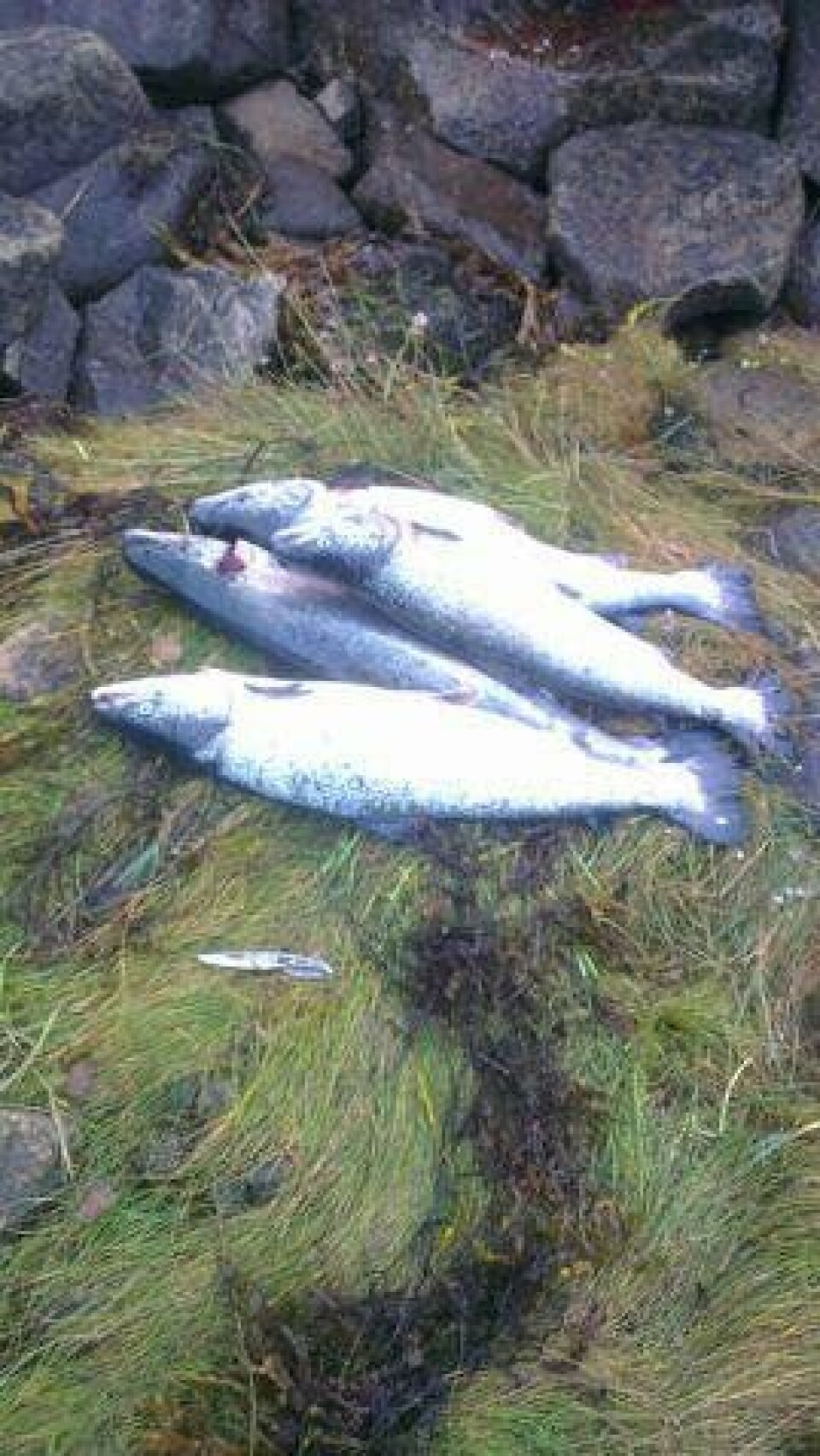 Fisken som rømte fra ventemerdene hadde en snittvekt på tre til fem kilo ifølge slakteriet. Foto: Fiskeridirektoratet.