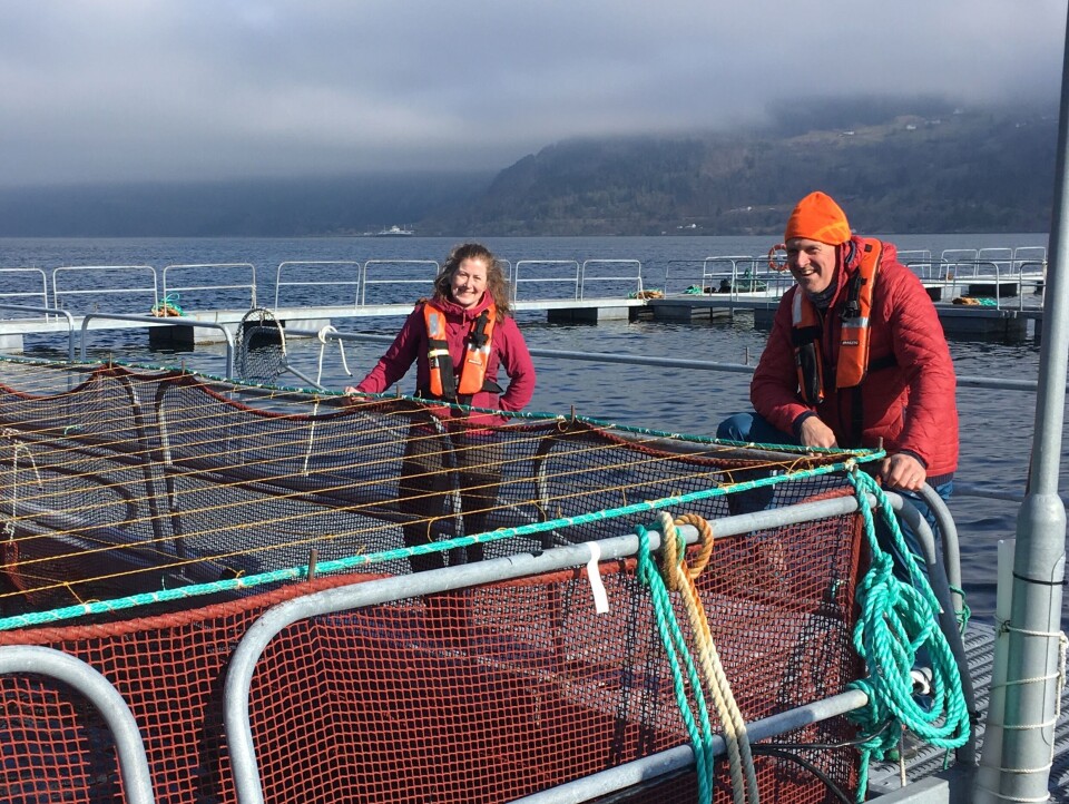 Ingrid Torvanger og Tom Wilke fra Sande Settefisk ser til at smolten har det bra etter utsett på lokaliteten Haneholmen hos Nordfjord Laks. Foto: AquGen. Ingrid Torvanger og Tom Wilke fra Sande Settefisk ser til at smolten har det bra etter utsett på lokaliteten Haneholmen hos Nordfjord Laks. Foto: AquGen.