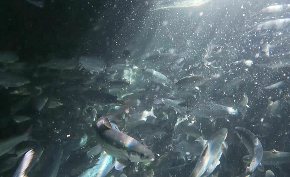 Se  undervannsvideo av all female-fisken fra et av karene hos Sande Settefisk, til Nordfjord Laks, like før den ble levert til matfiskanlegget. Fisken hadde en gjennomsnittlig vekt på 192 gram. Foto: Sande Settefisk