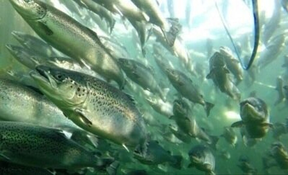 Lakseoppdretterne i Chile forventer å sette ut 12 prosent mer smolt i første halvdel av 2019. Foto: Salmonexpert.