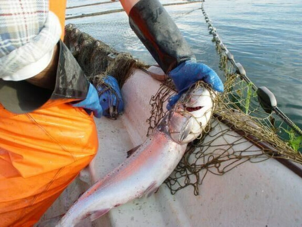 Miljødirektoratet foreslår å ikke åpne for fiske av laks med faststående redskaper i sjø i kommunene Berlevåg, Tana og Gamvik, samt ytre deler av kommunene Lebesby og Nordkapp,  i 2021. FOTO: Kristian B. Rian