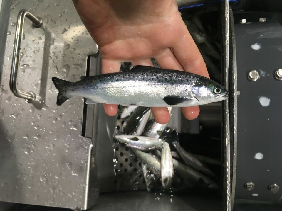 Noen av selskapets førstefødte smolt klar for vaksinering. Foto: Salangfisk. Noen av selskapets førstefødte smolt klar for vaksinering. Foto: Salangfisk.