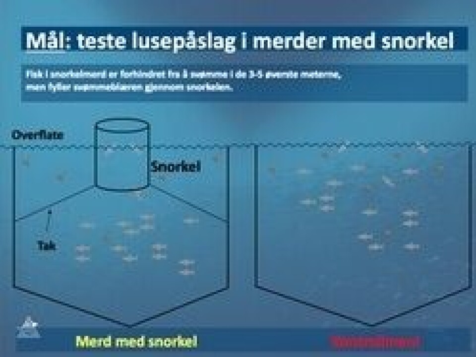 Illustrasjon av snorkelmerd