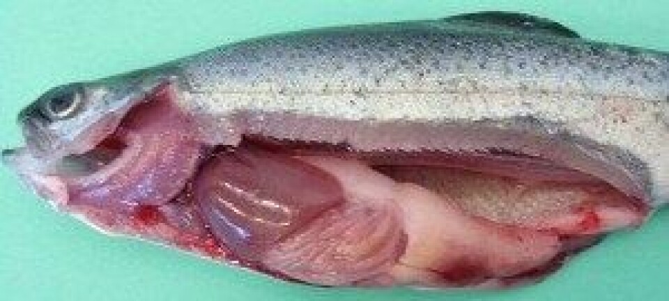 Regnbueørret med systemisk Flavobacterium psychrophilum infeksjon.
